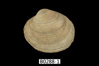 藏品(簾蛤)的圖片